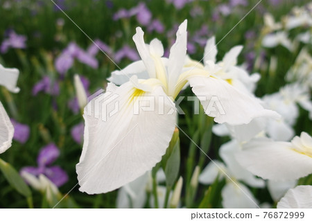 虹膜虹膜 虹膜虹膜 76872999