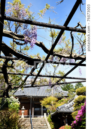 Koyasujizoji main hall where wisteria flowers bloom (Shobutani, Hashimoto City, Wakayama) Koyasujizoji main hall where wisteria flowers bloom (Shobutani, Hashimoto City, Wakayama) 76873003