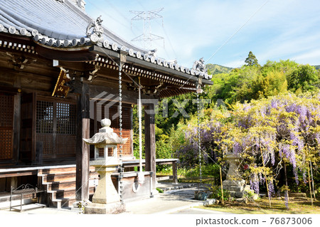 Koyasujizoji main hall where wisteria flowers bloom (Shobutani, Hashimoto City, Wakayama) 76873006