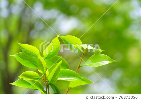 新鮮的櫸樹綠色森林 背景中一枝幼葉 4 76873056