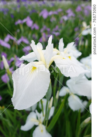 虹膜虹膜 76873060