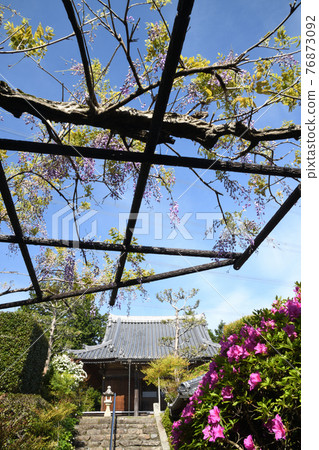 Koyasujizoji main hall where azaleas and wisteria flowers bloom (Shobutani, Hashimoto City, Wakayama) Koyasujizoji main hall where azaleas and wisteria flowers bloom (Shobutani, Hashimoto City, Wakayama) 76873092