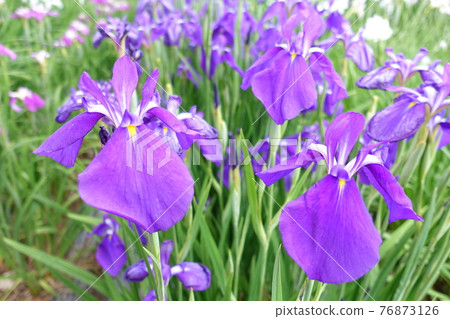 Iris iris 76873126