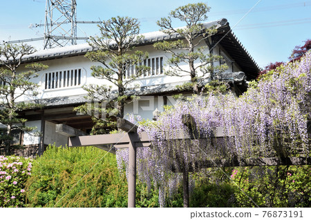 Koyasujizoji Temple Office and Wisteria Flowers (Shobutani, Hashimoto City, Wakayama) Koyasujizoji Temple Office and Wisteria Flowers (Shobutani, Hashimoto City, Wakayama) 76873191