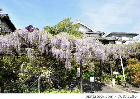 高安地藏寺入口處的紫藤花（和歌山市橋本市莊武谷） 76873196