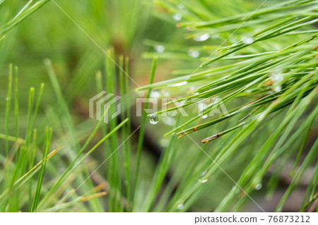 Rain-soaked red pine leaves, water droplets, drops 76873212