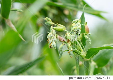 Coix flowers wet in the rain (September) 76873214