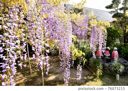 Wisteria flowers at Koyasujizoji Temple (Shobutani, Hashimoto City, Wakayama) 76873215