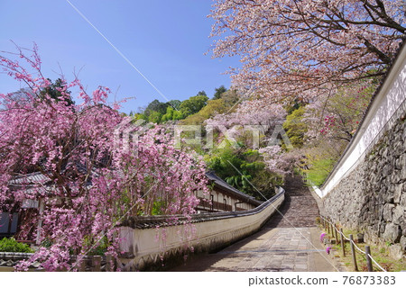 花寺長谷寺櫻花沿 Umeshinin 76873383