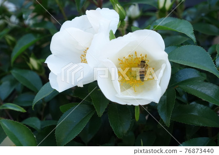 Bees and wild roses-symbiosis 76873440