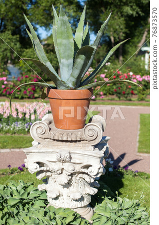 Potted Agave plant, garden decoration Potted Agave plant, garden decoration 76873570