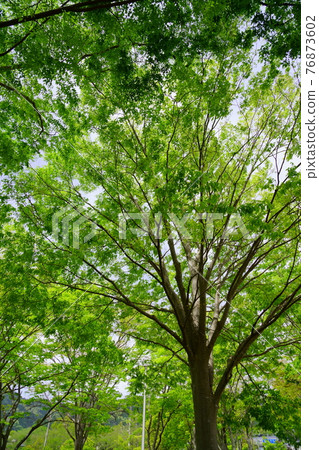 還年輕的櫸樹新鮮的綠色森林 3 76873602