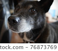 A close-up of the black dog's face looking at the camera waiting at the entrance 76873769