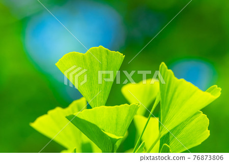 Fresh green of ginkgo biloba 76873806