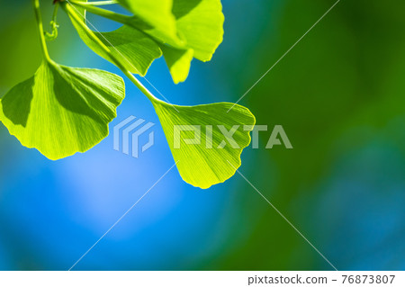 Fresh green of ginkgo biloba 76873807