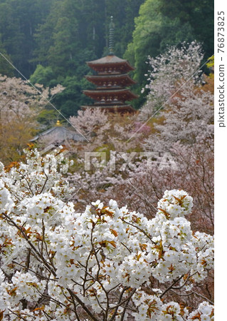 花寺長谷寺櫻花和五層寶塔 76873825