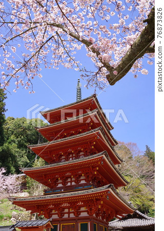 花寺長谷寺櫻花和五層寶塔 花寺長谷寺櫻花和五層寶塔 76873826