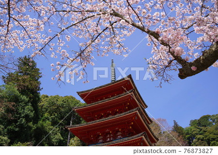 花寺長谷寺櫻花和五層寶塔 76873827