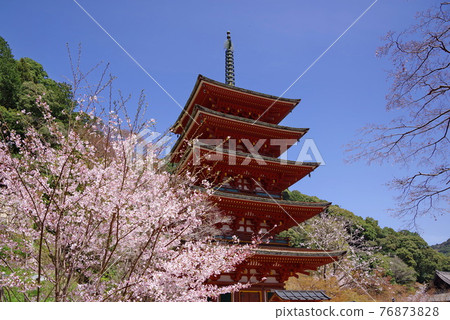 Flower Temple Hasedera Sakura and Five-storied Pagoda Flower Temple Hasedera Sakura and Five-storied Pagoda 76873828