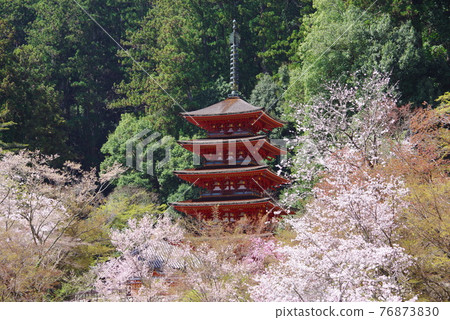 花寺長谷寺櫻花和五層寶塔 花寺長谷寺櫻花和五層寶塔 76873830
