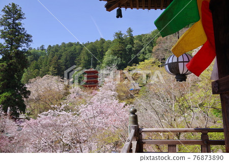 Flower Temple Hasedera Sakura and Five-storied Pagoda 76873890