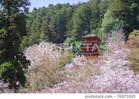 Flower Temple Hasedera Sakura and Five-storied Pagoda 76873893