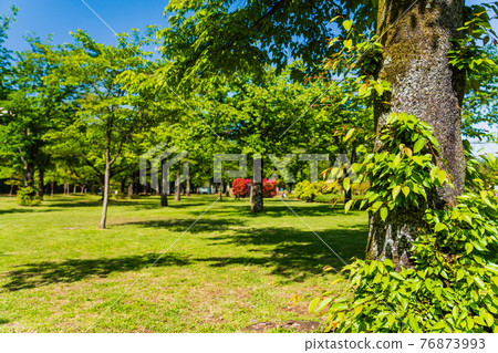 Cherry blossom park replaced by fresh green 76873993