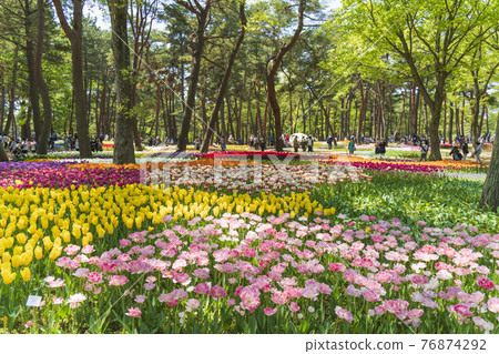 日立海濱公園鬱金香花田/玉子森花園 日立海濱公園鬱金香花田/玉子森花園 76874292