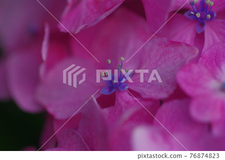 紅紫色繡球花盛開 76874823