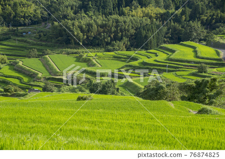 在別府的稻田 76874825