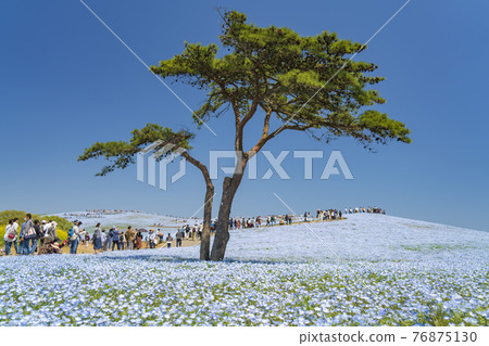 日立海濱公園三原山Nemophila花田 日立海濱公園三原山Nemophila花田 76875130