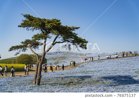 Nemophila flower field in Hitachi Seaside Park, Miharashi Hill 76875137