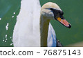 Portrait of white swan with blurred background 76875143