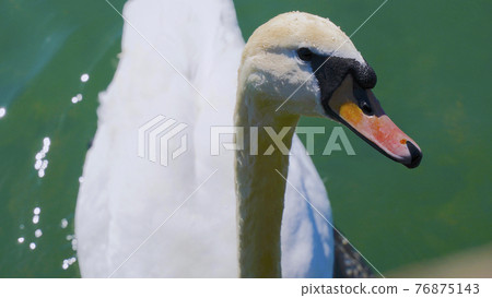 Portrait of white swan with blurred background Portrait of white swan with blurred background 76875143