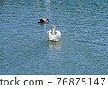 White swan is swimming away to the buoy. 76875147