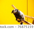Cute monkey is sitting on the limb looking into the distance. 76875159
