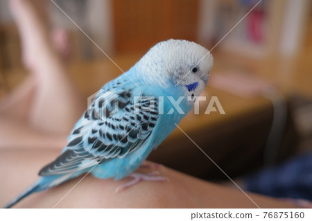 虎皮鸚鵡/虎皮鸚鵡 虎皮鸚鵡/虎皮鸚鵡 76875160