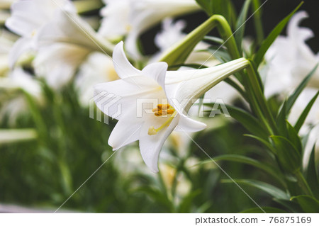 春天的野百合 春天的野百合 76875169