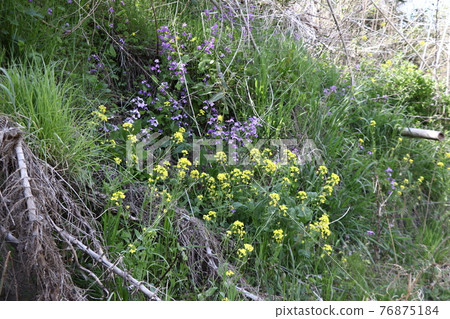 Viola grypocera 和油菜花(Nagatoro Nature Road) Viola grypocera 和油菜花(Nagatoro Nature Road) 76875184