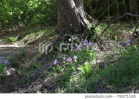 Viola grypocera (Nagatoro natural road) 76875188