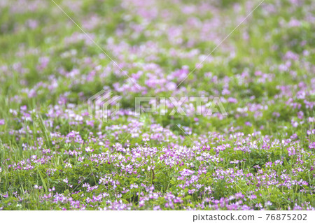 One side of a milky field 76875202