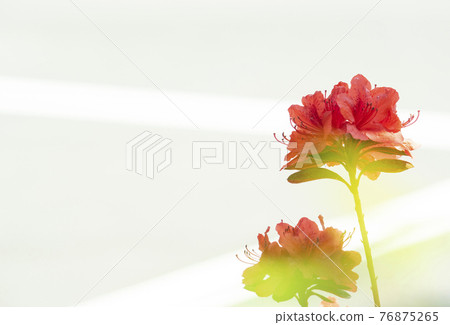 夢幻般的紅色杜鵑花 76875265