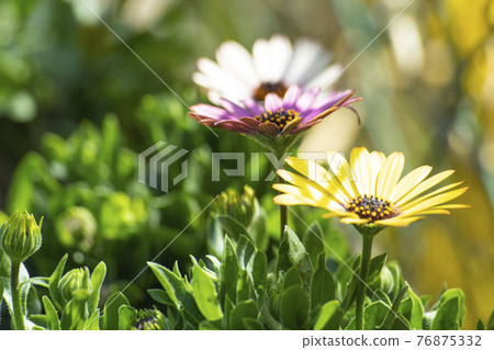 Beautiful flowers in the sunlight 76875332