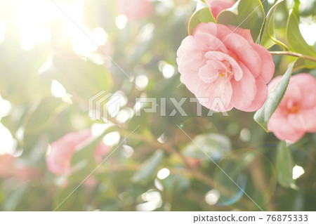 Sunlight and camellia garden scenery 76875333