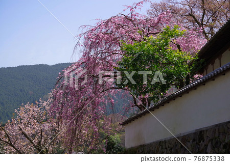 Hastoera,大和寺的花壇 Hastoera,大和寺的花壇 76875338