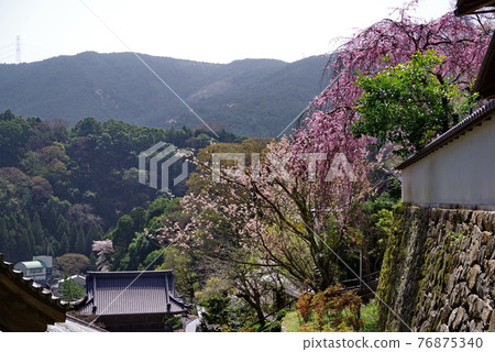Hastoera，大和寺的花壇 76875340