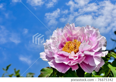 Button flower Button flower 76875342