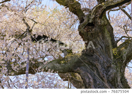 Nakasone's Edohigan Sakura Nakasone's Edohigan Sakura 76875504