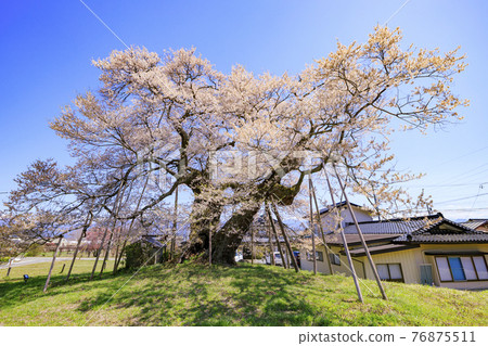 中曾根的江戶彼岸櫻 76875511