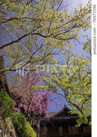 長谷寺正殿、大和寺花寺 76875596